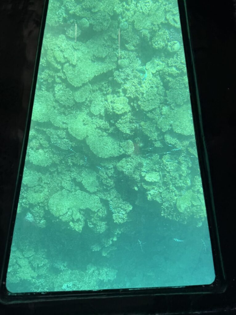グラスボートから眺めるサンゴと熱帯魚