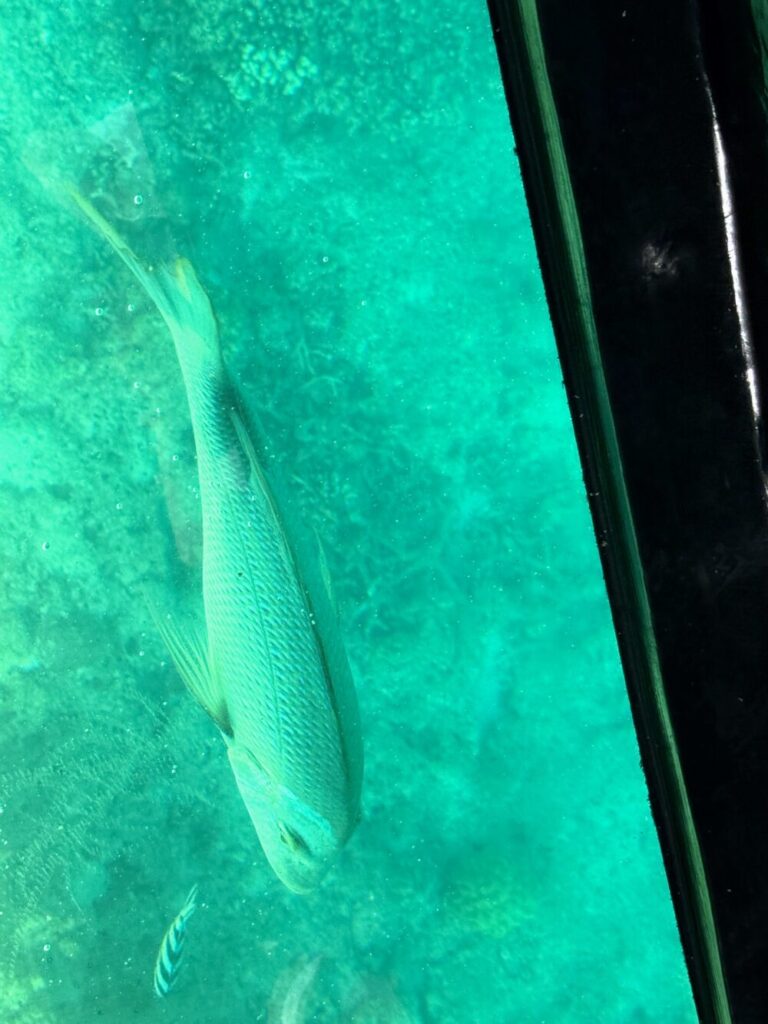 グラスボートで見られる色とりどりの魚