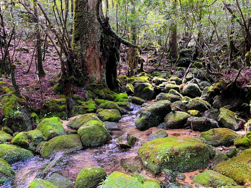 古木、苔の岩、透き通った水の流れ