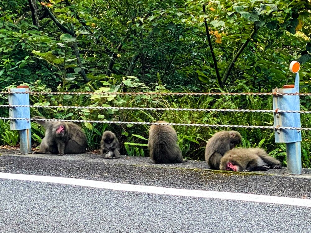 道でくつろぐ猿の大家族