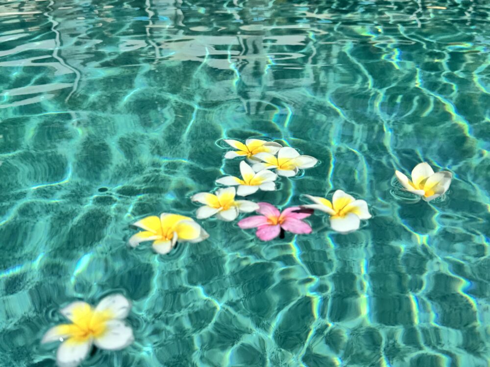 プールに浮かぶプルメリアの花