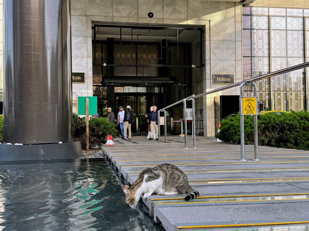 ホテル前で水を飲む猫