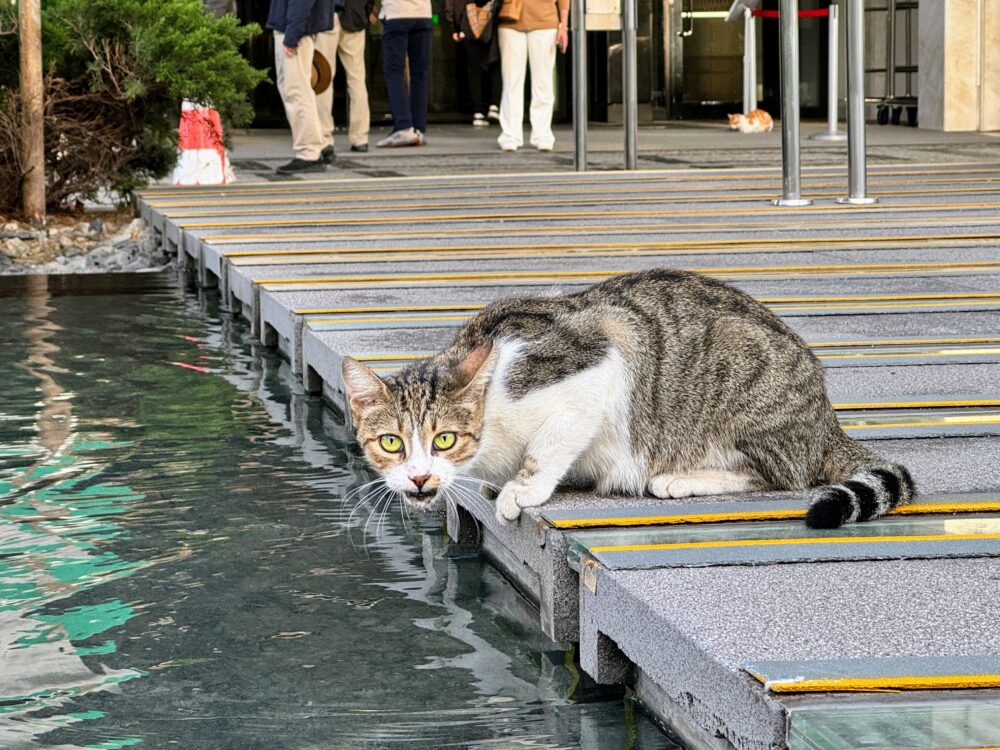 ヒルトン猫ちゃん