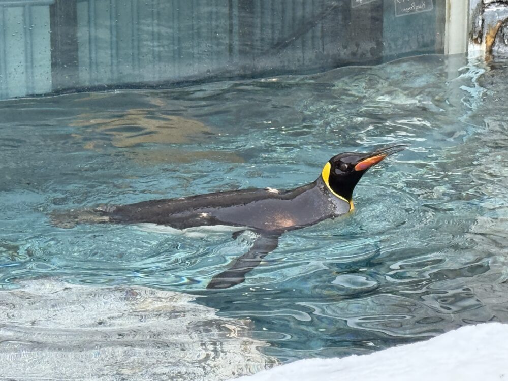 泳ぐキングペンギン