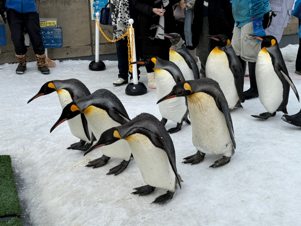 「ぺんぎん館」に戻るキングペンギン