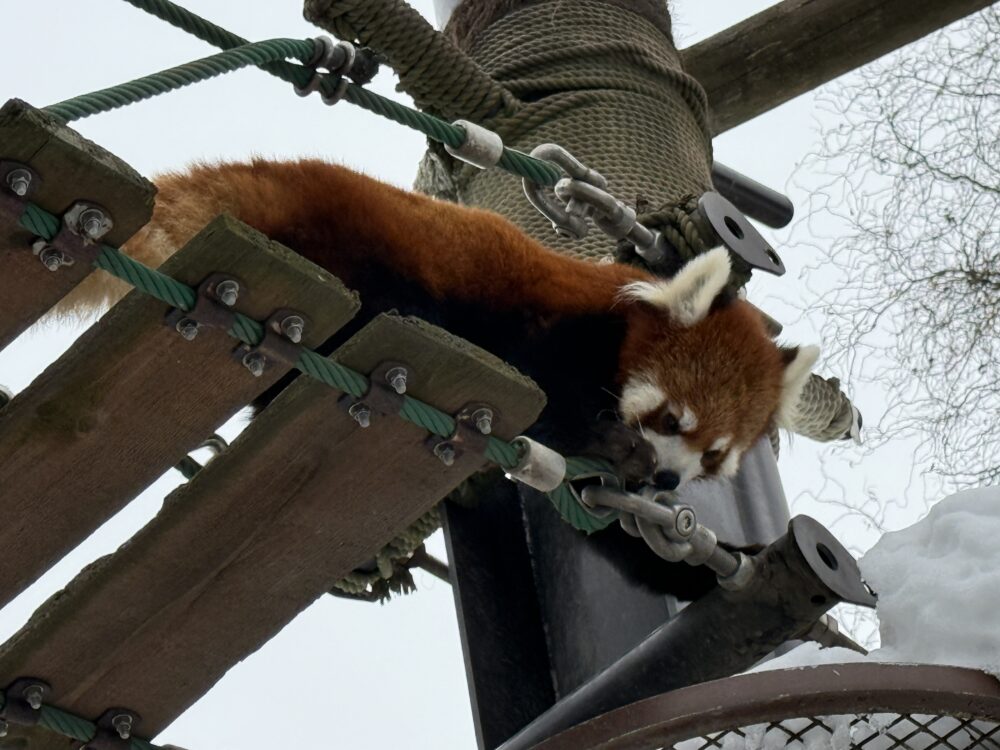 吊り橋で遊ぶ「レッサーパンダ」