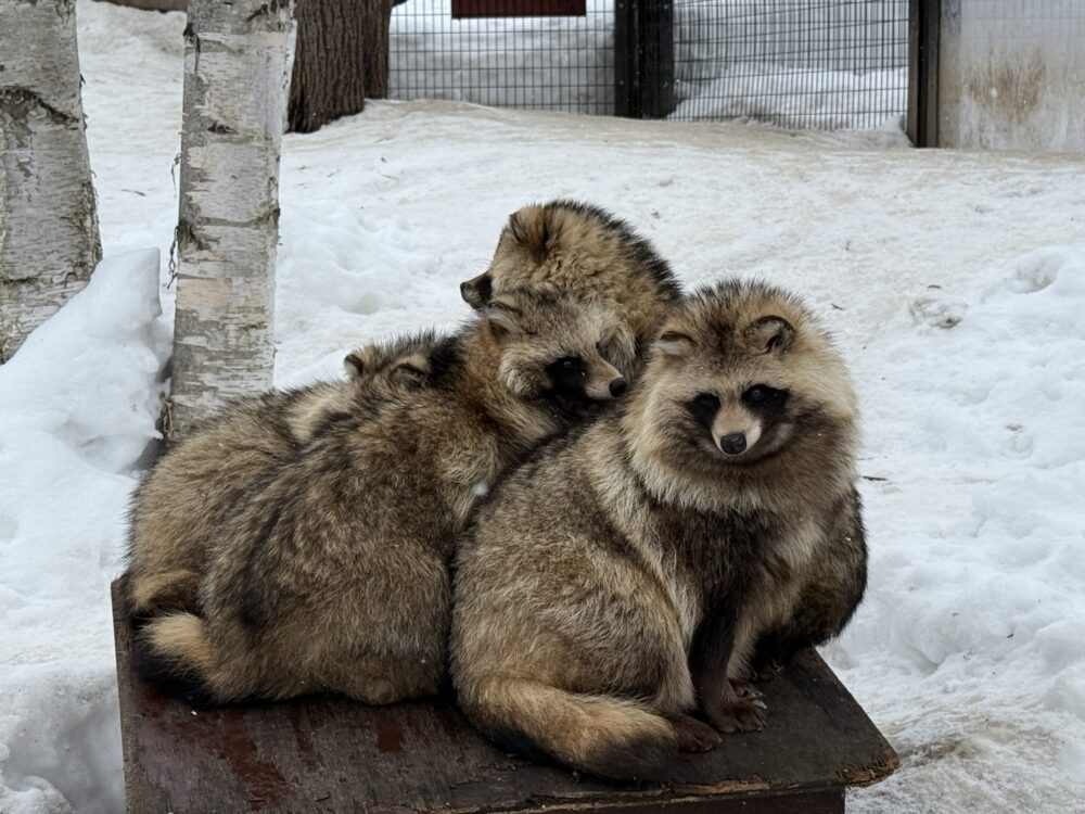 北海道小動物コーナーの「エゾタヌキ」