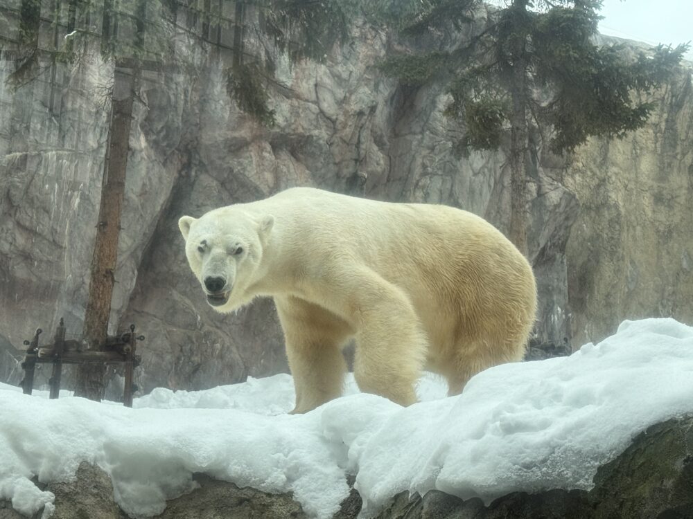 旭山動物園のホッキョクグマ