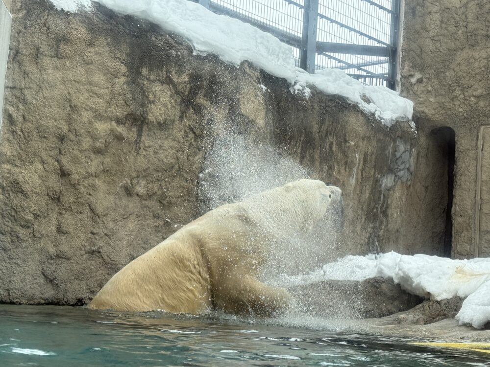 水から上がるホッキョクグマ