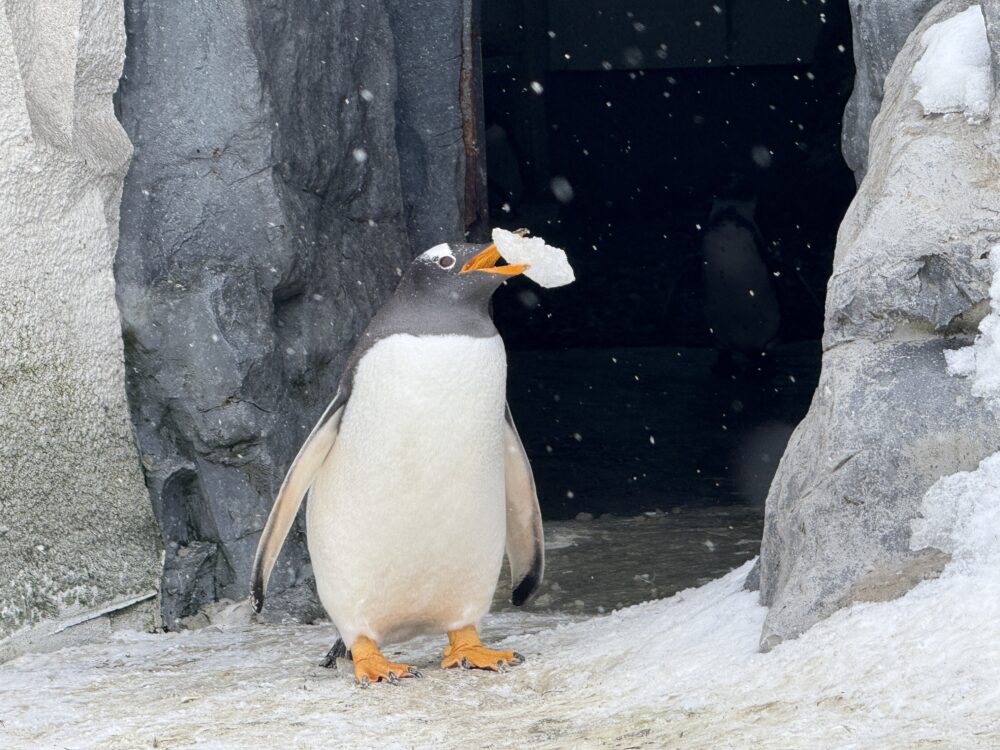 「ぺんぎん館」のジェンツーペンギン