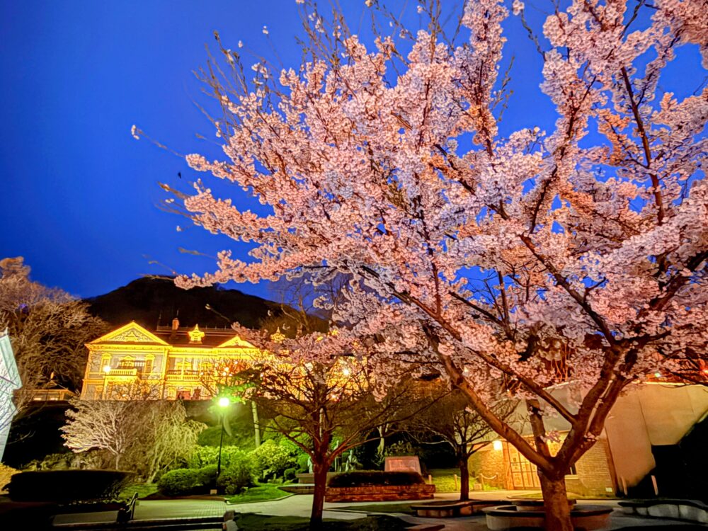 満開の桜と旧函館区公会堂（4月末）