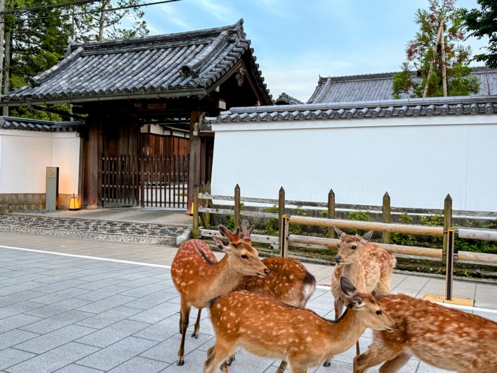 正門と鹿たち
