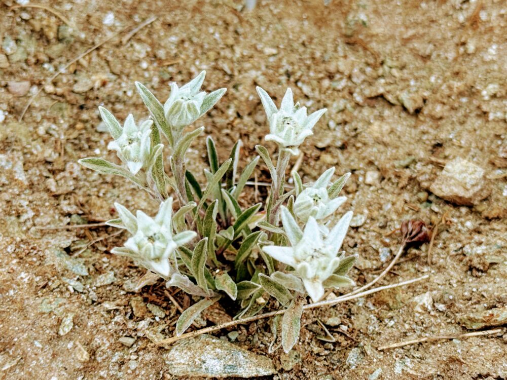 荒れた地面に生えている、白く星形をしたアルプスの花、エーデルワイスのクローズアップ写真。葉や花びらがフェルトのような毛に覆われている。