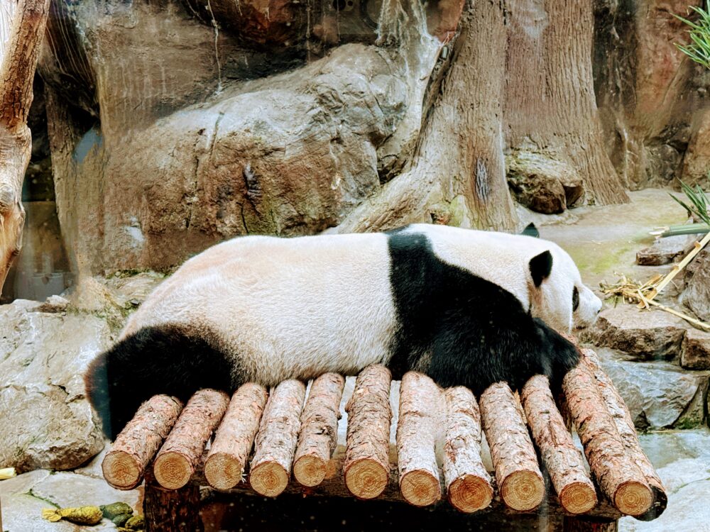 木の台の上で横になり、リラックスして眠っているジャイアントパンダの姿。