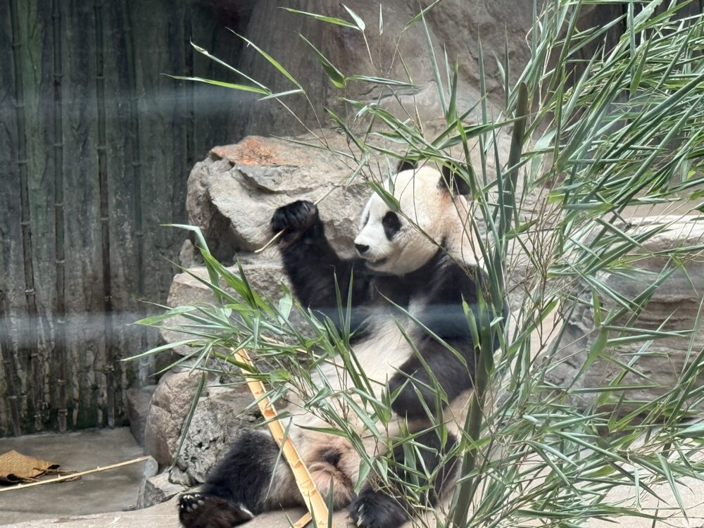 岩場の上に座り、竹を手に取りながらリラックスして過ごすジャイアントパンダ。手前には青々とした竹の葉が揺れ、パンダを部分的に覆っている。