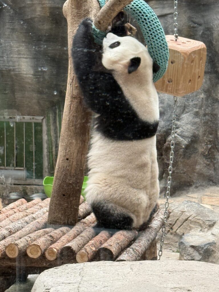 木の柱とロープに前足をかけ、立ち上がりながら遊ぶジャイアントパンダ。