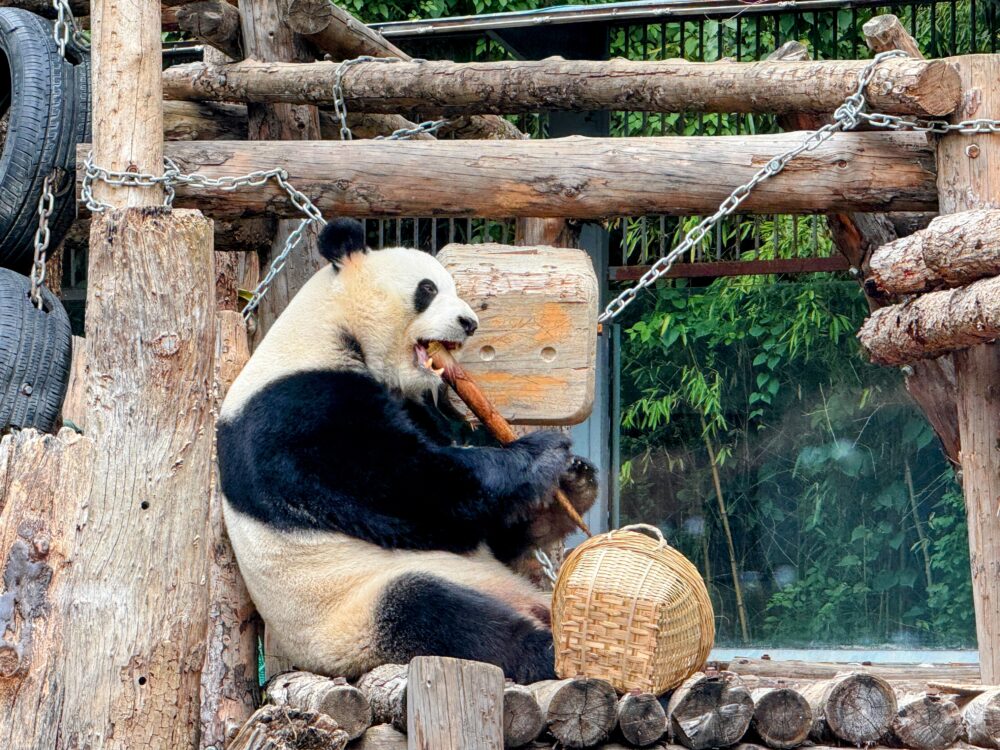 木の台の上で横になり、リラックスして眠っているジャイアントパンダの姿。