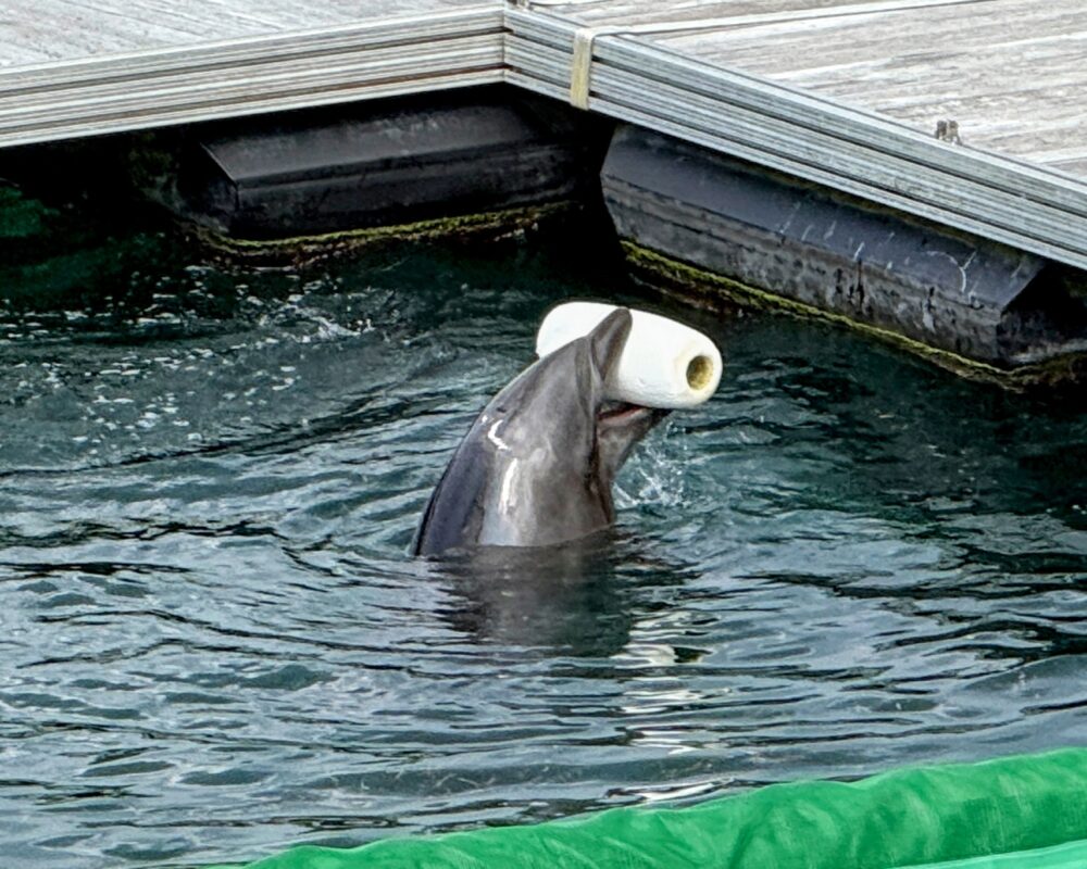 海上レストラン「海風」のテラス側から見えるイルカのラグーン